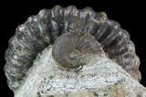 3.8" Fossil (Androgynoceras) Ammonite  - Germany - #129527-3